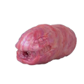Centipede Male Masturbator