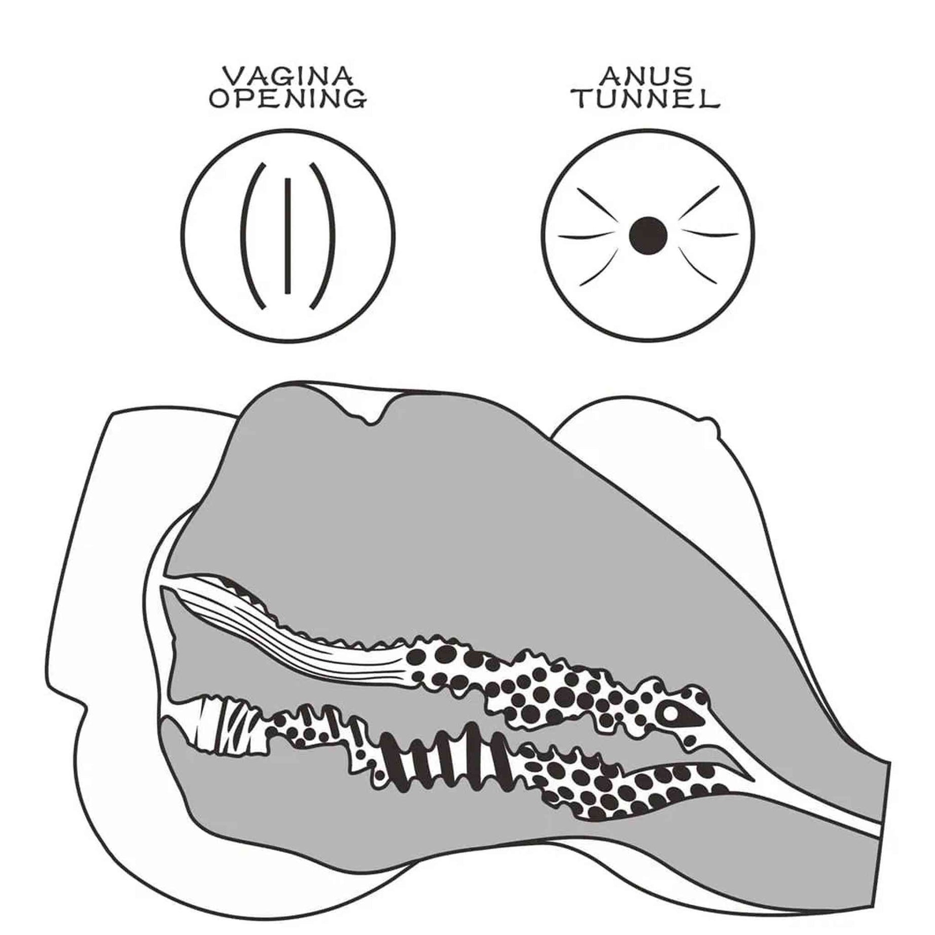 Chubby Torso Donna Realistico Formosa & Sensuale