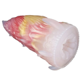 Dream conch masturbations for men