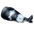 Killer whales Masturbators for men