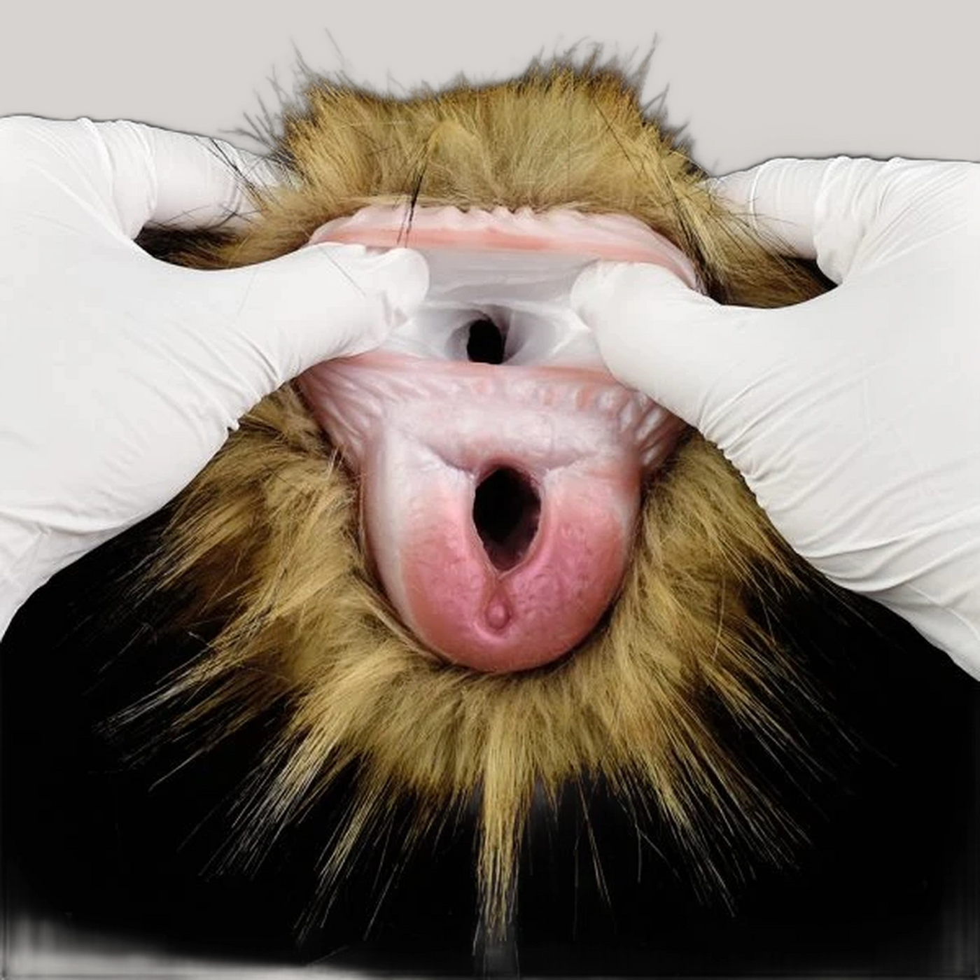 Orangutan Sex Toy Hand Made Masturbators For Men