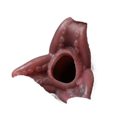 Pandora Ovipositor Pump