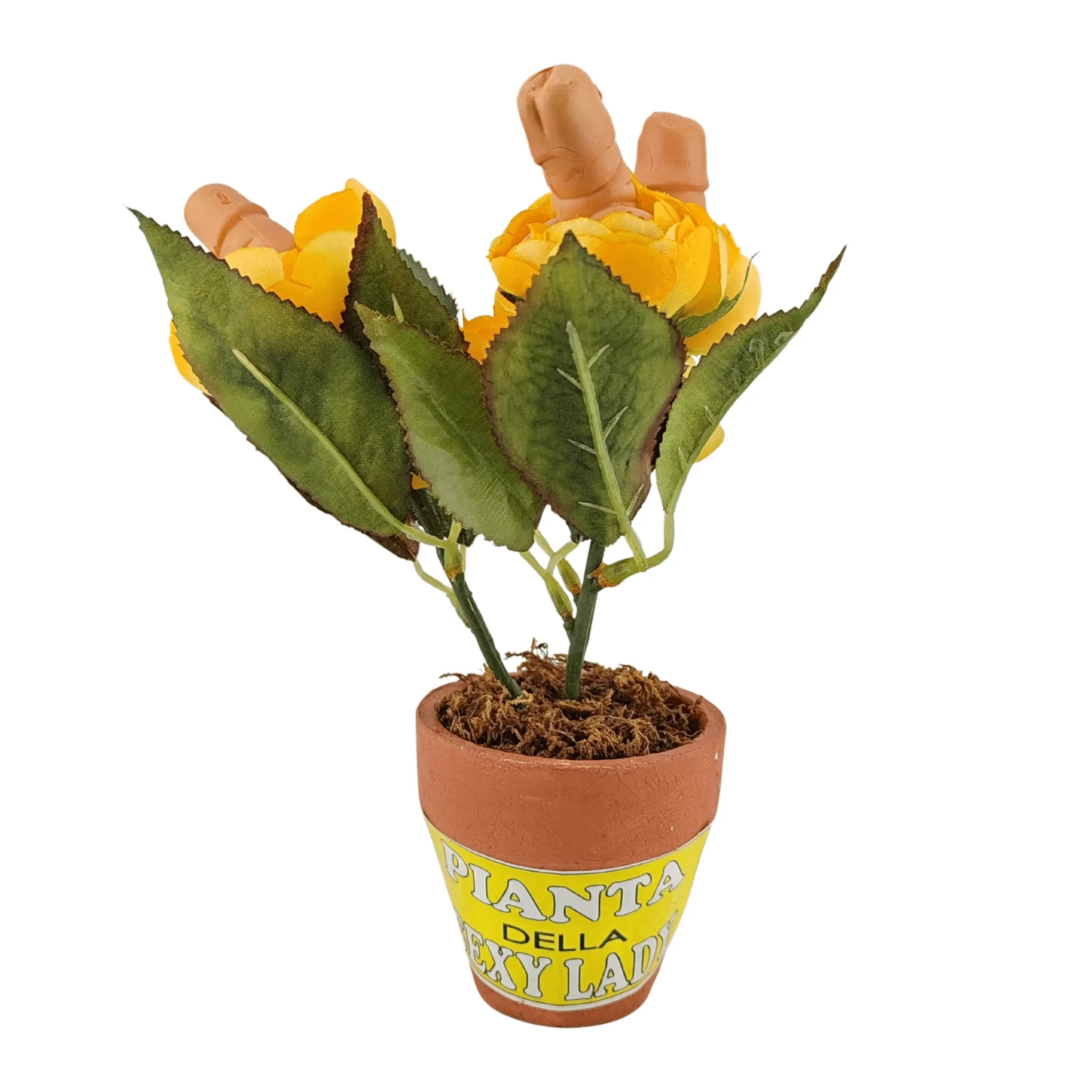 Piantina di fiori fallici