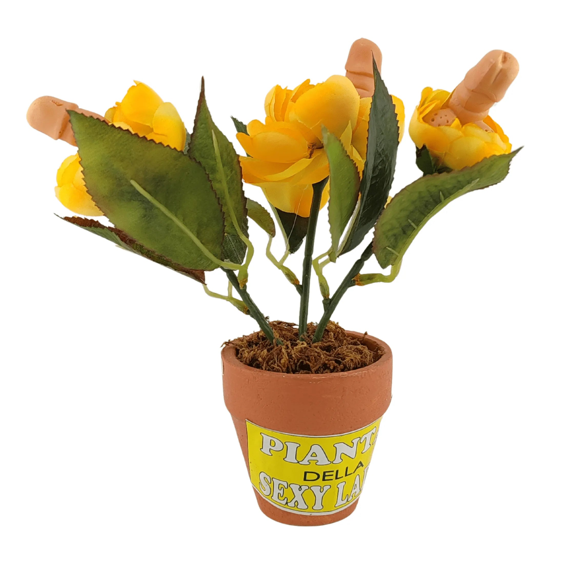 Piantina di fiori fallici