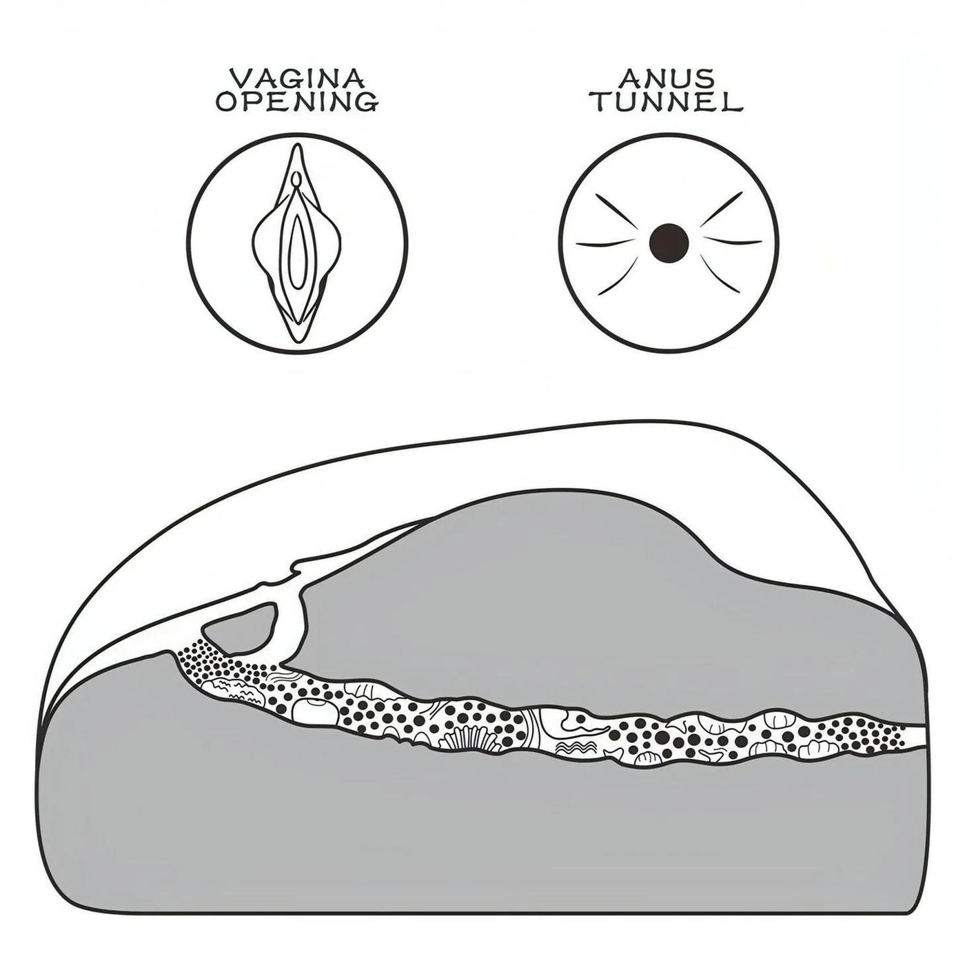 Diagramma sezione trasversale masturbatore TPE canali vagina e ano etichettati