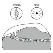 Diagramma sezione trasversale masturbatore TPE canali vagina e ano etichettati